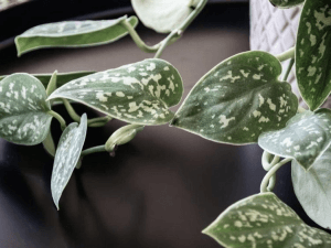 Satin Pothos (Silver Pothos)