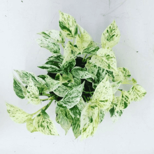 Marble Queen Pothos Marble Queen Pothos