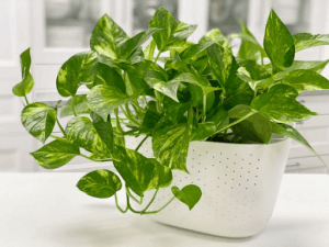 Neon Pothos Golden Pothos