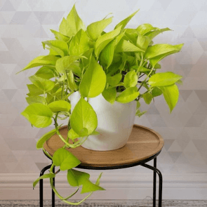 Neon Pothos Neon Pothos