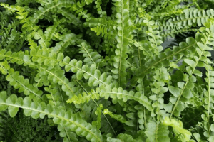 Close up photo of the Lemon Button fern fronds