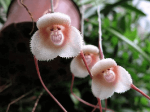 Monkey face orchid