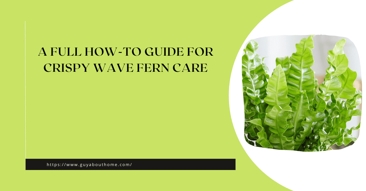 A Full How-to Guide for Crispy Wave Fern Care
