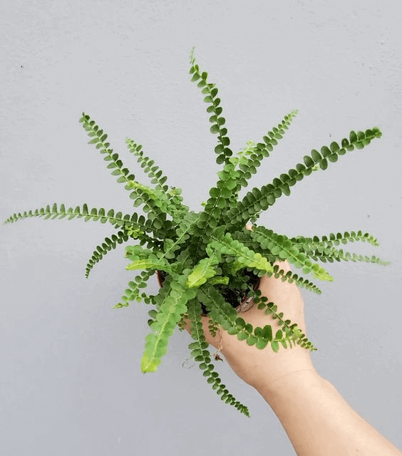 A person’s hand holding a Lemon Button fern A person’s hand holding a Lemon Button fern