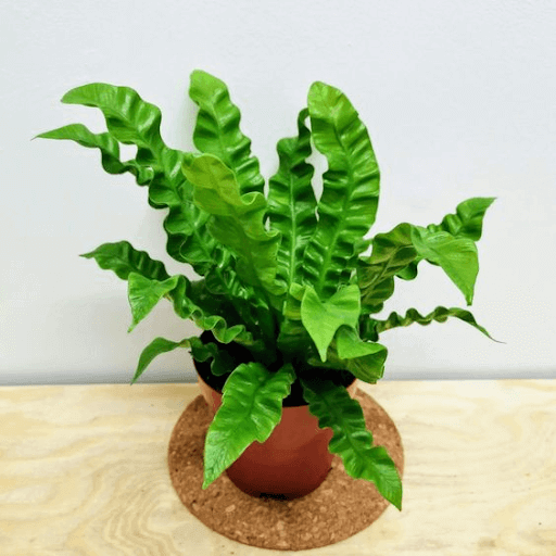 Bird’s nest fern on a brown pot Bird’s nest fern on a brown pot
