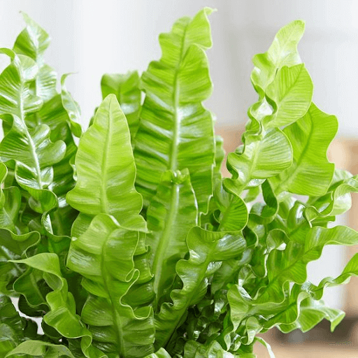 Bird’s nest fern Bird’s nest fern