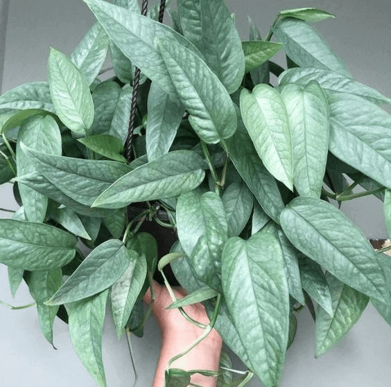 Cebu Blue Pothos Cebu Blue Pothos