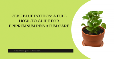 Cebu Blue Pothos A Full How-to Guide for Epipremnum Pinnatum Care