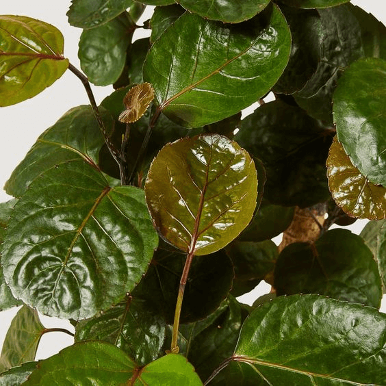 Close up photo of the leaves of an Aralia Fabian plant Close up photo of the leaves of an Aralia Fabian plant