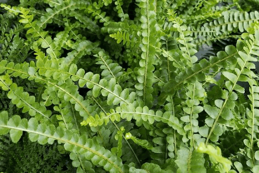 Top view shot of a Lemon Button fern plant