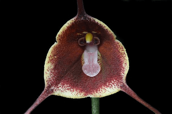 Dracula Benedictii orchid