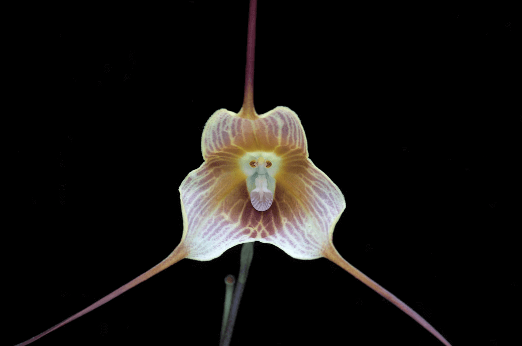 Dracula Hawleyi orchid