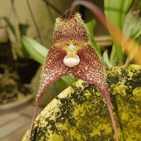 Dracula Wallisii orchid