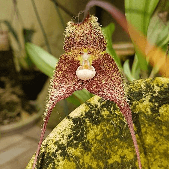 Dracula Wallisii orchid Dracula Wallisii orchid