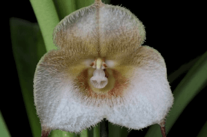 Dracula Amaliae orchid