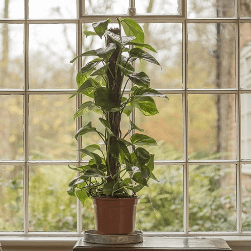 Epipremnum aureum devil’s ivy (Scindapsus)