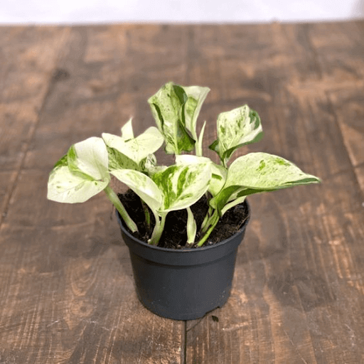 Epipremnum Aureum Happy Leaf Manjula Pothos