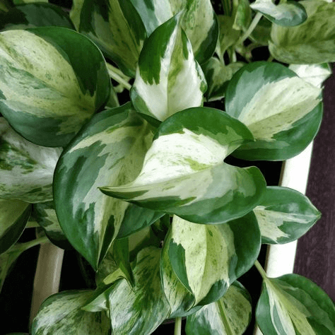 Epipremnum Aureum Manjula Pothos