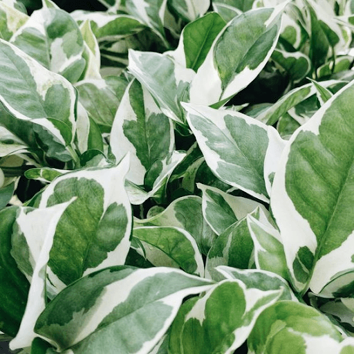 Glacier Pothos Glacier Pothos