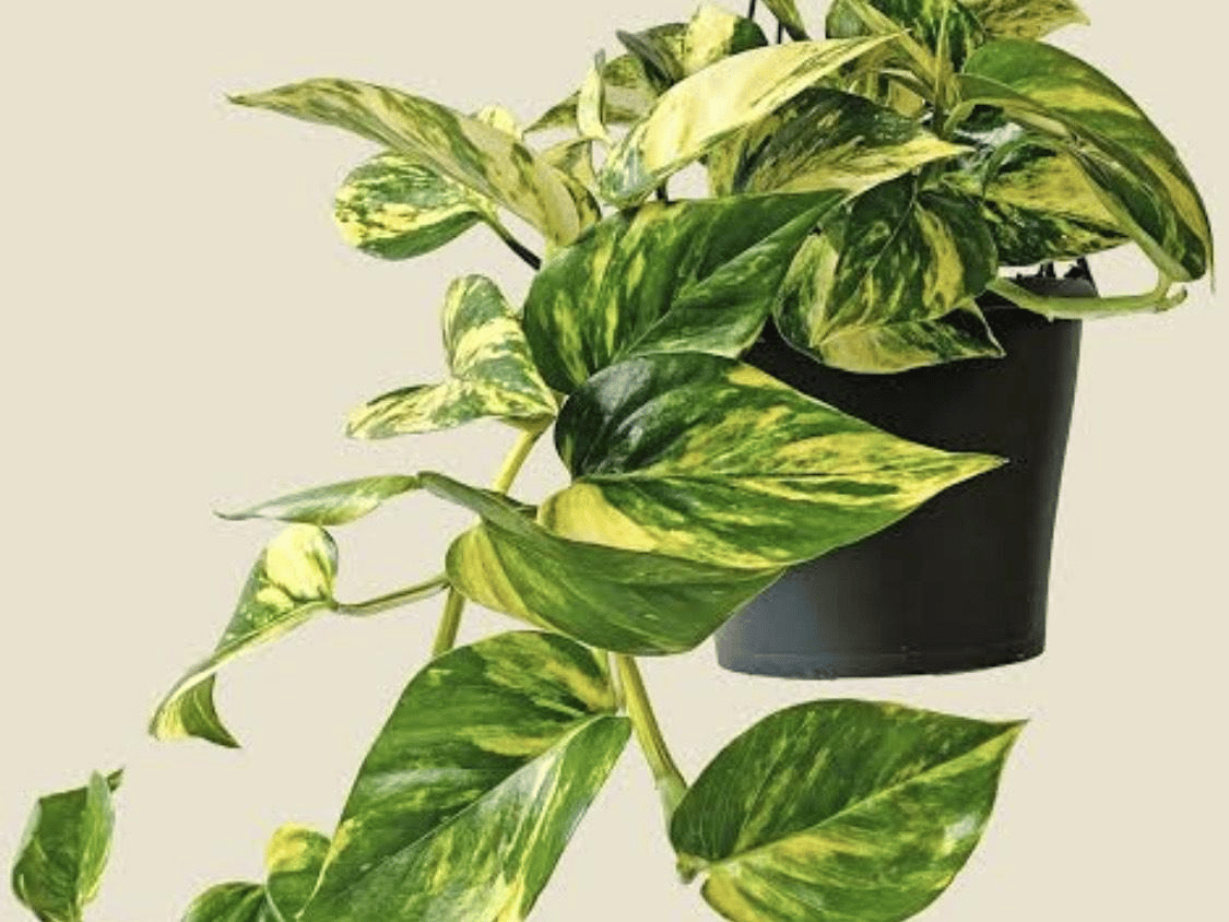 Golden Pothos