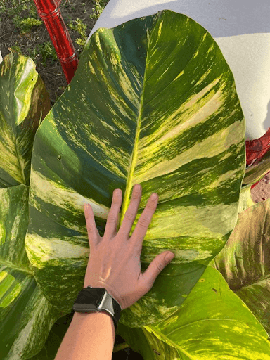 Hawaiian Pothos Hawaiian Pothos