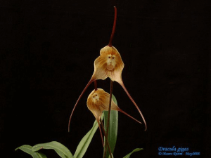 Dracula Gigas orchid