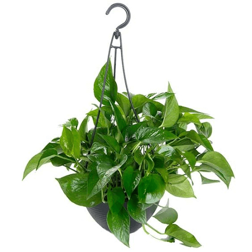 Jade Pothos Jade Pothos
