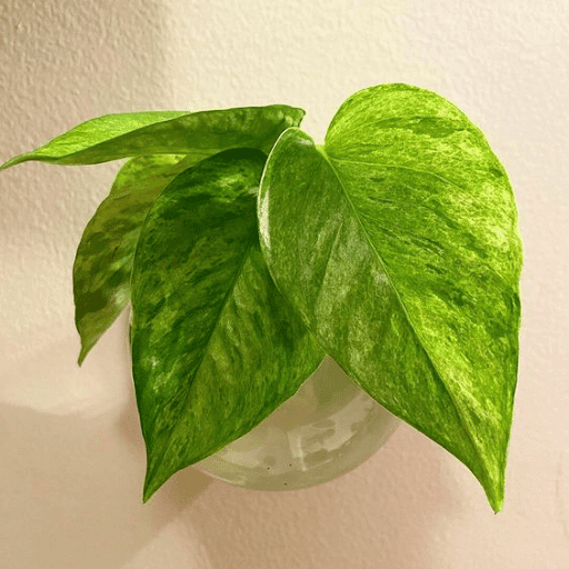 Jessenia Pothos Jessenia Pothos