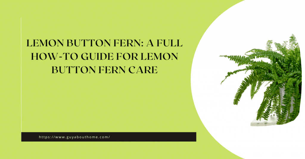 Lemon Button Fern A Full How-to Guide for Lemon Button Fern Care