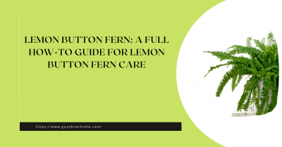 Lemon Button Fern A Full How-to Guide for Lemon Button Fern Care