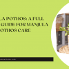 Manjula Pothos A Full How-to Guide for Manjula Pothos Care