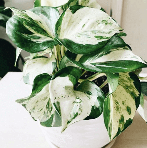 Manjula Pothos Happy Leaf