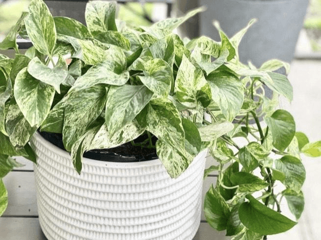Marble Queen Pothos Marble Queen Pothos