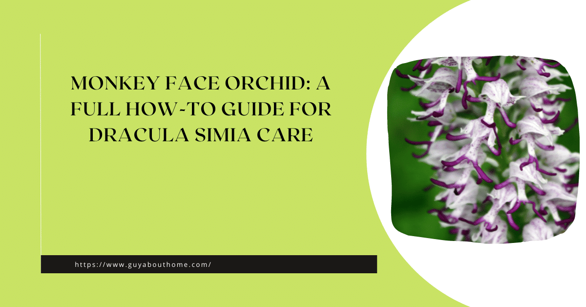 Monkey Face Orchid A Full How-to Guide for Dracula Simia Care