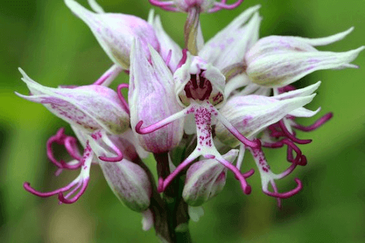 Orchis Simia orchid (Japanese monkey face orchid)