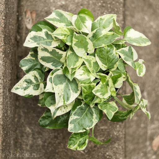 Pearls and Jade Pothos Pearls and Jade Pothos