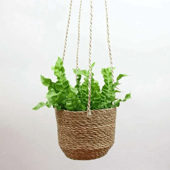 Pleated bird’s nest fern on a hanging basket