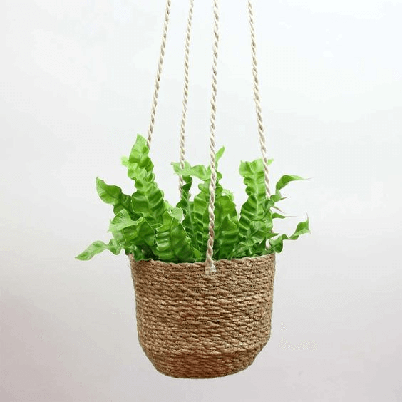 Pleated bird’s nest fern on a hanging basket Pleated bird’s nest fern on a hanging basket