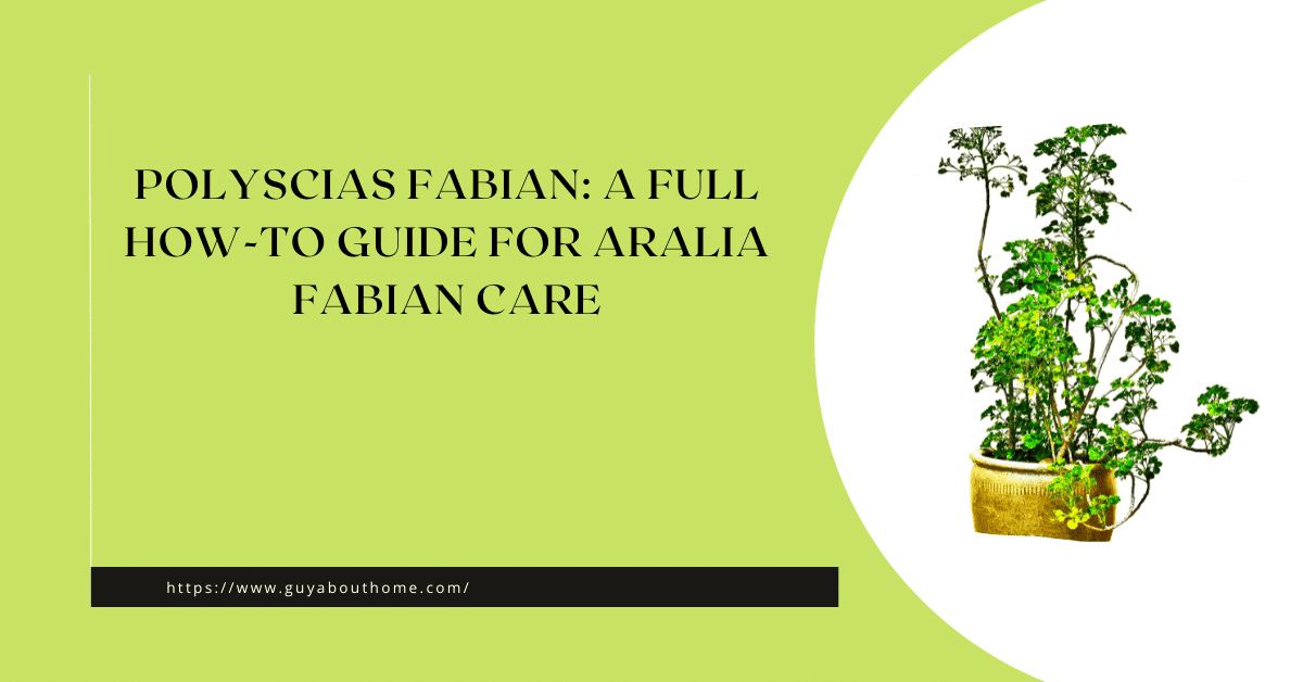 Polyscias Fabian: A Full How-to Guide For Aralia Fabian Care