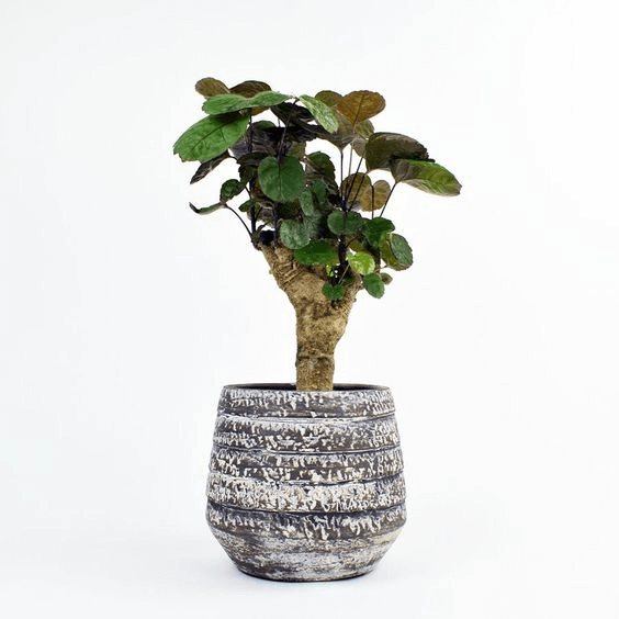 Polyscias scutellaria 'Fabian' with a thick stump in a greyish pot