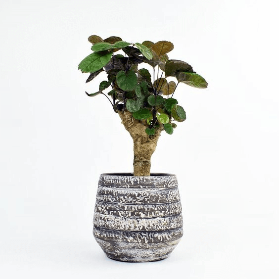 Polyscias scutellaria 'Fabian' with a thick stump in a greyish pot Polyscias scutellaria 'Fabian' with a thick stump in a greyish pot