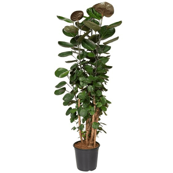 A tall Aralia (Polyscias 'Fabian') plant in a black pot A tall Aralia (Polyscias 'Fabian') plant in a black pot