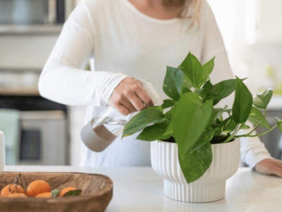 Watering Pothos