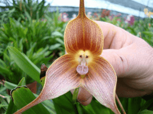 Orchid that looks like the face of a monkey