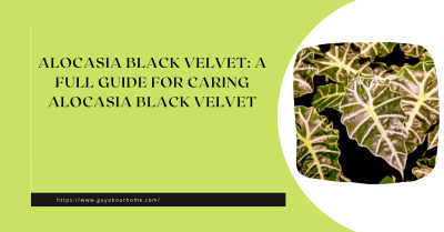 Alocasia Black Velvet A Full Guide For Caring Alocasia Black Velvet