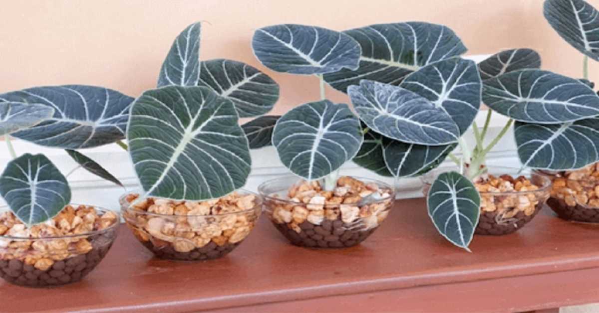 Alocasia Black velvet Alocasia Black velvet