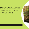 Ficus Triangularis A Full Guide For Caring Ficus Triangularis
