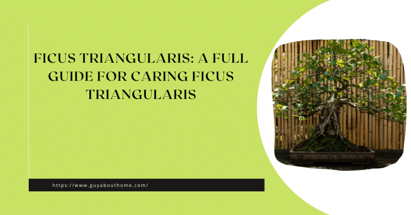 Ficus Triangularis A Full Guide For Caring Ficus Triangularis