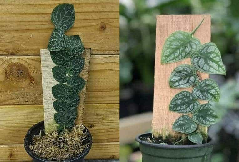 How To Care For Monstera Dubia