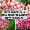 Hoya Pubicalyx A Full Guide For Caring Hoya Pubicalyx